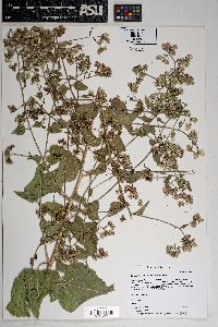 Brickellia floribunda image