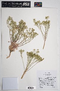 Lepidium montanum image