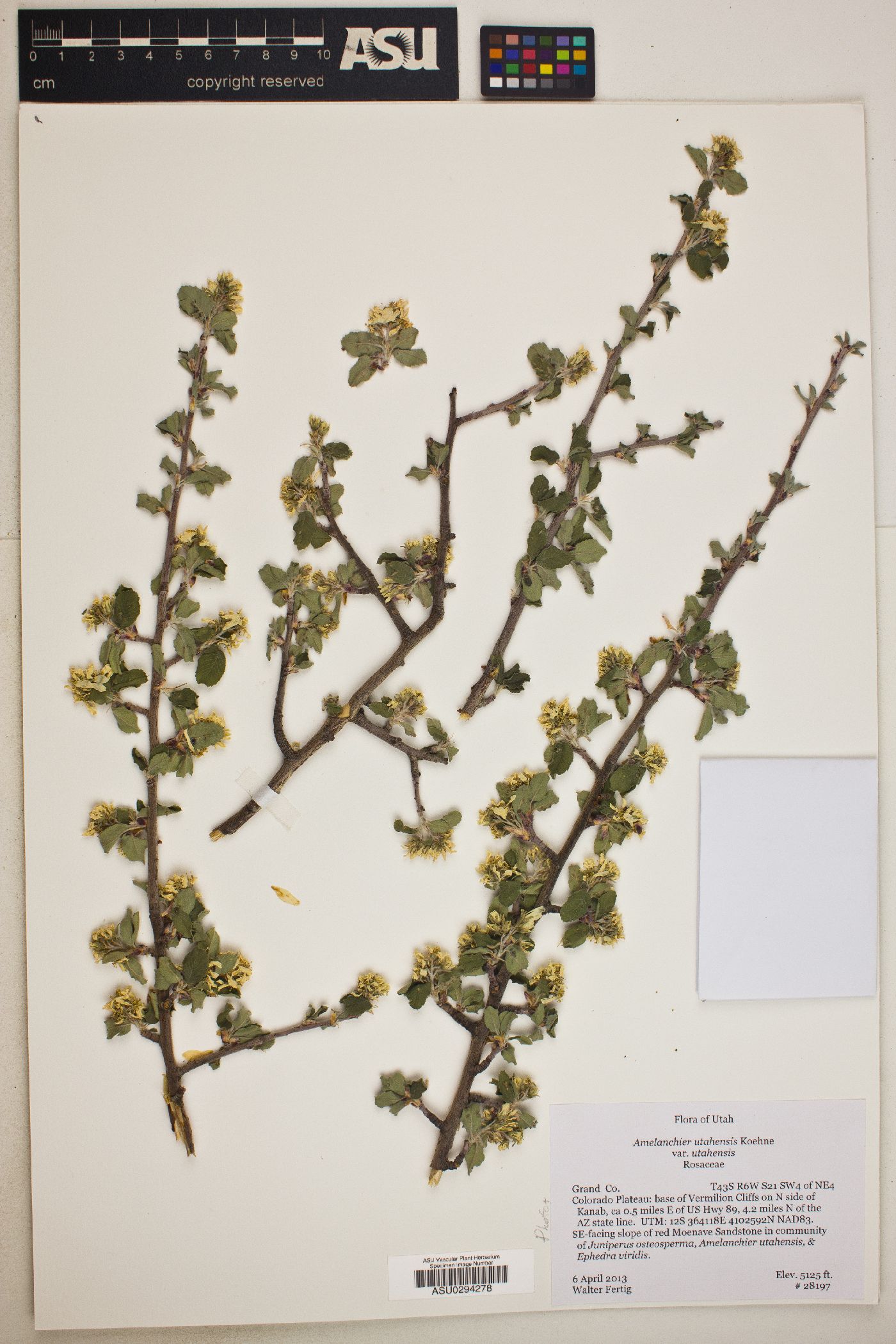 Amelanchier utahensis var. utahensis image