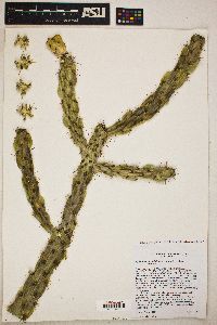 Cylindropuntia imbricata image