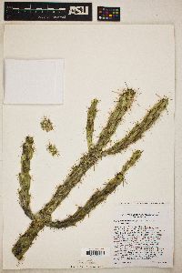 Cylindropuntia imbricata image