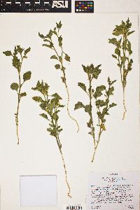 Physalis hederifolia var. palmeri image