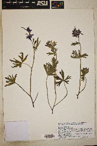 Delphinium tricorne image