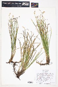 Carex geyeri image