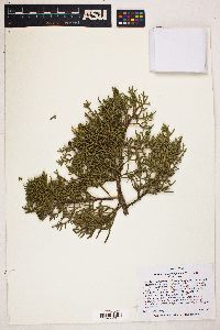 Juniperus osteosperma image