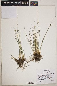 Juncus confusus image