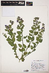 Solanum xanti image