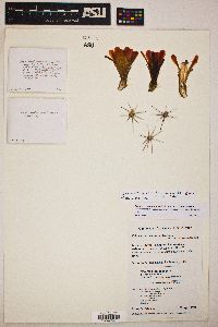 Echinocereus arizonicus image