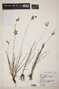 Fimbristylis dichotoma image