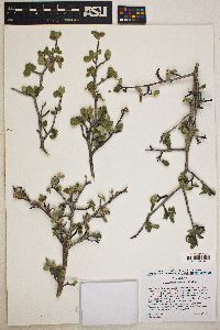 Amelanchier utahensis image