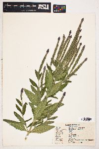 Verbena hastata image