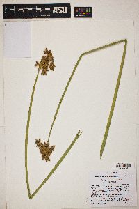 Schoenoplectus acutus image