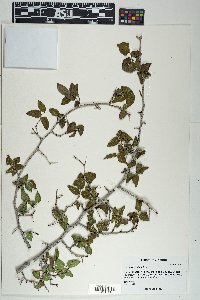 Celtis reticulata image