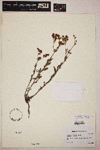 Eriogonum abertianum image