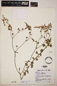 Eriogonum abertianum image