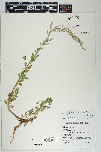 Chenopodium fremontii image