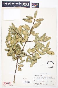 Quercus agrifolia image