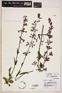 Penstemon parryi image