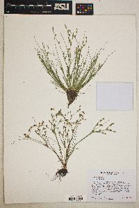 Juncus bufonius var. bufonius image