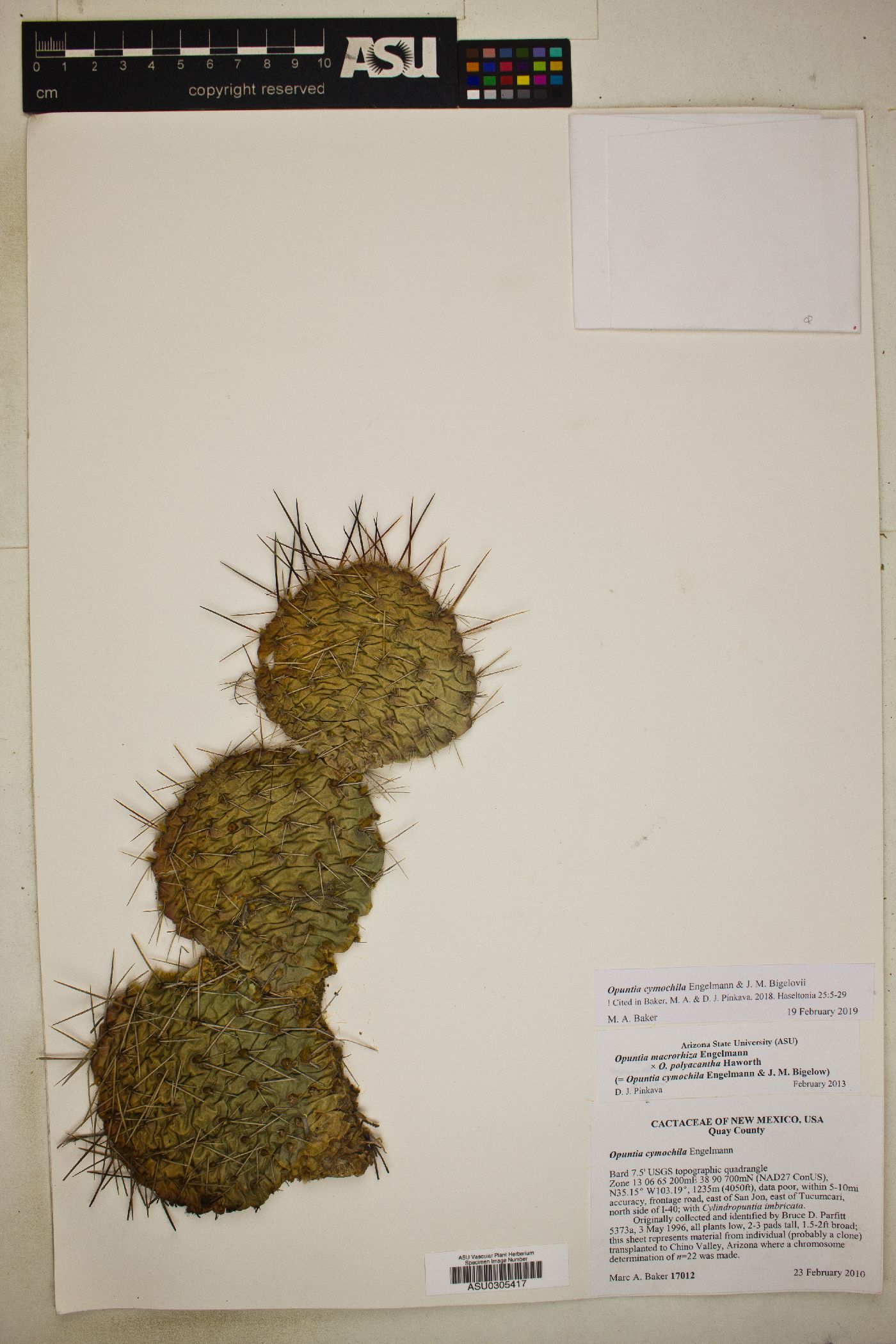 Opuntia cymochila image