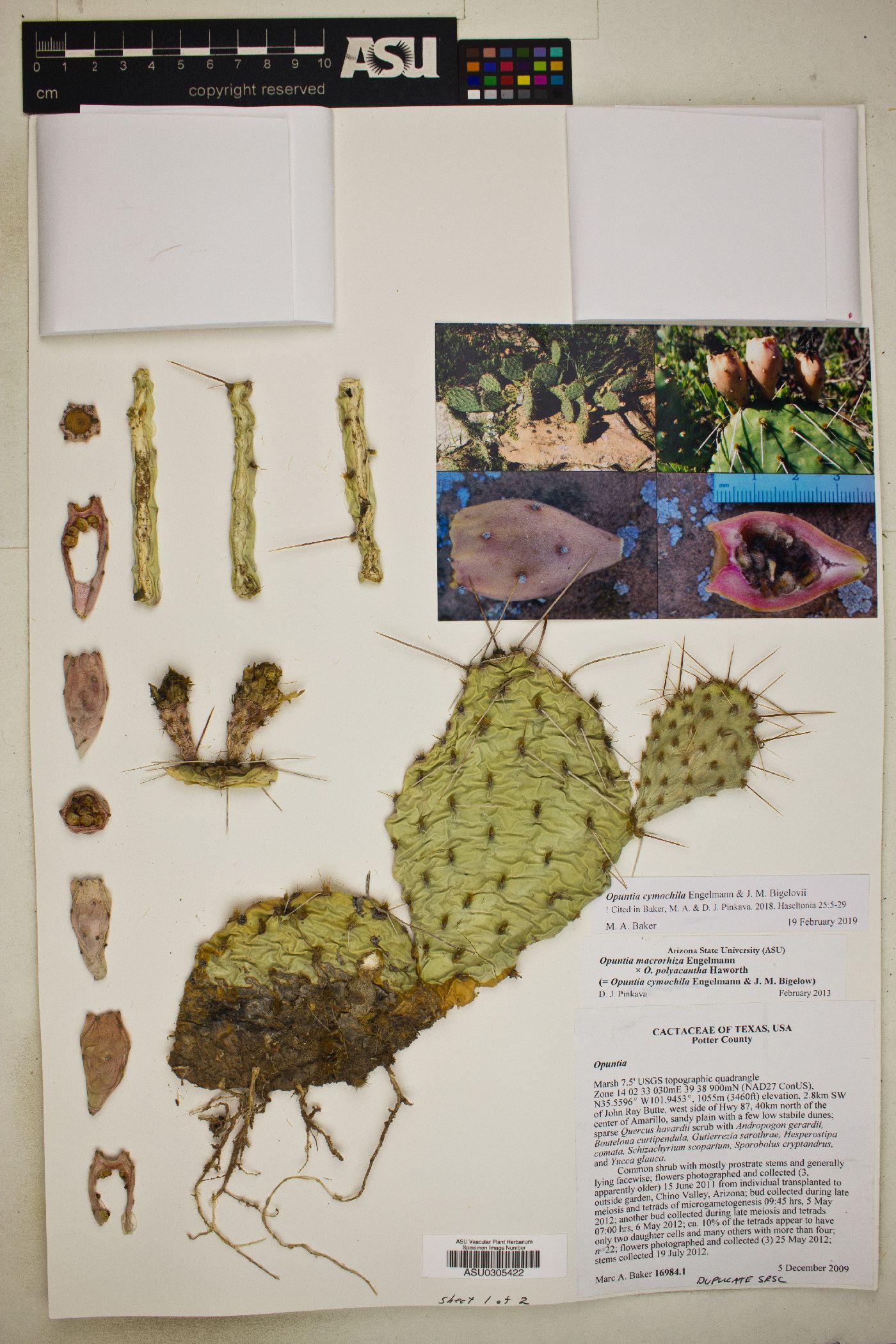 Opuntia cymochila image