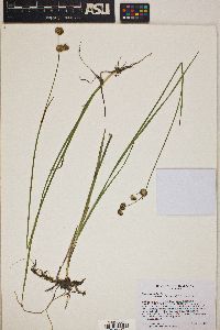 Juncus ensifolius var. montanus image