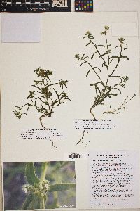 Cryptantha maritima image