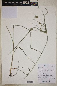 Cyperus dipsaceus image