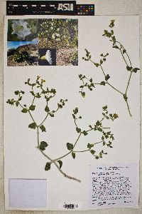 Mirabilis laevis image