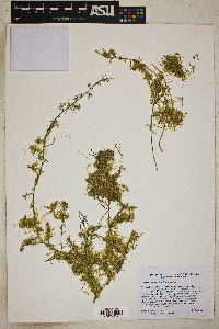 Cuscuta californica image