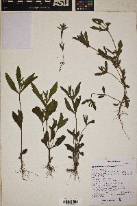 Melampodium strigosum image