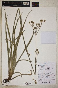 Eryngium longifolium image