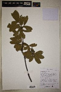 Quercus grisea image