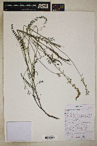 Astragalus longissimus image