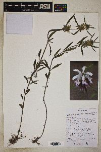 Monarda citriodora subsp. austromontana image
