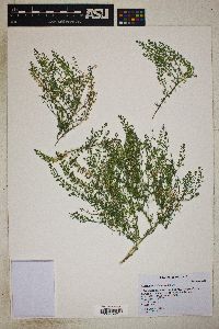 Lepidium lasiocarpum image