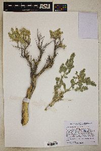 Atriplex confertifolia image