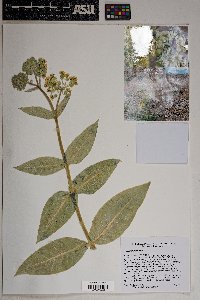 Asclepias erosa image