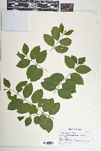 Psidium myrtoides image