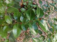 Psidium myrtoides image