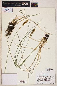 Carex agrostoides image