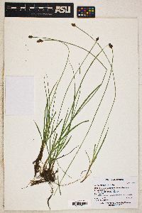 Carex jonesii image