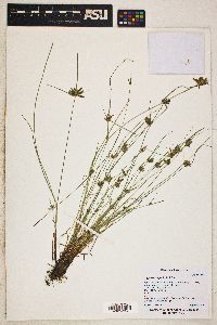 Cyperus niger image