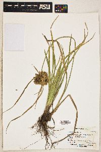 Cyperus eragrostis image