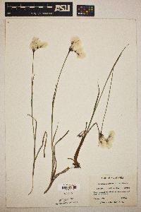 Eriophorum angustifolium image