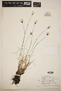 Eriophorum brachyantherum image