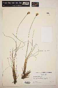 Eriophorum spissum image