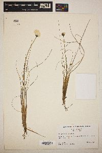 Eriophorum spissum image