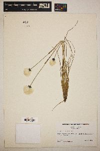 Eriophorum spissum image