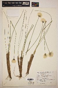 Eriophorum spissum image